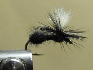 Ant , Black - Parachute