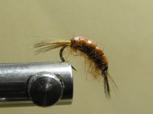 Scud, Brown