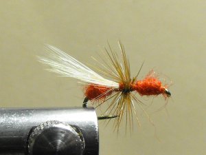 Ant, Red - Winged