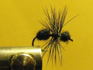 Ant, Black - Wingless