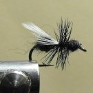 Ant, Black - Winged