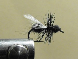 Ant, Black - Winged