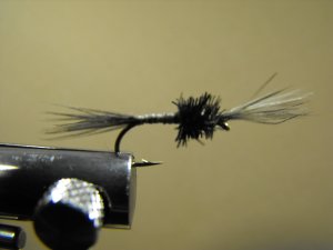 Mosquite Nymph