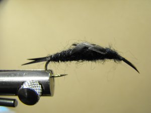 Stonefly, Black