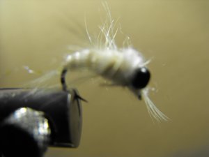 Mysis Shrimp