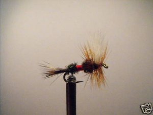1 Dozen -  Royal Wulff  - Dry Fly -  Assortment