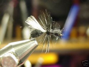 12 -  Winged Black Ant  -  Dry Fly  Assortment