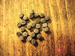 2 Dozen  - Black Foam Round Disk -  Fly Tying - Ants
