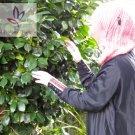 Hanan