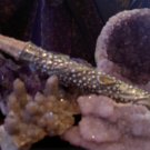 Sea Dragon Wand