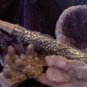 Sea Dragon Wand