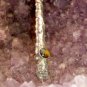 The Seer's Wand with Tigers Eye