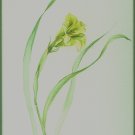 Delicate Dance