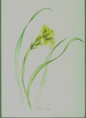 Delicate Dance