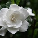 Gardenia