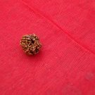 Char Mukhi Rudraksha 4 Face Genuine