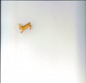 NEANDERTHAL MAN RABBIT HALF # 23, 9.4 NM 