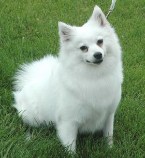 American Eskimo Dog (Miniature)