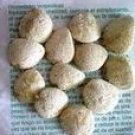 Nuez De La India