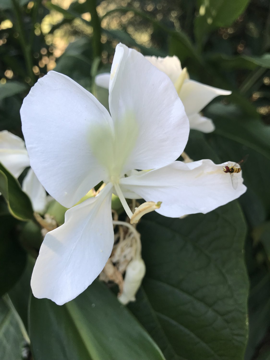 White Butterfly Ginger Rhizome