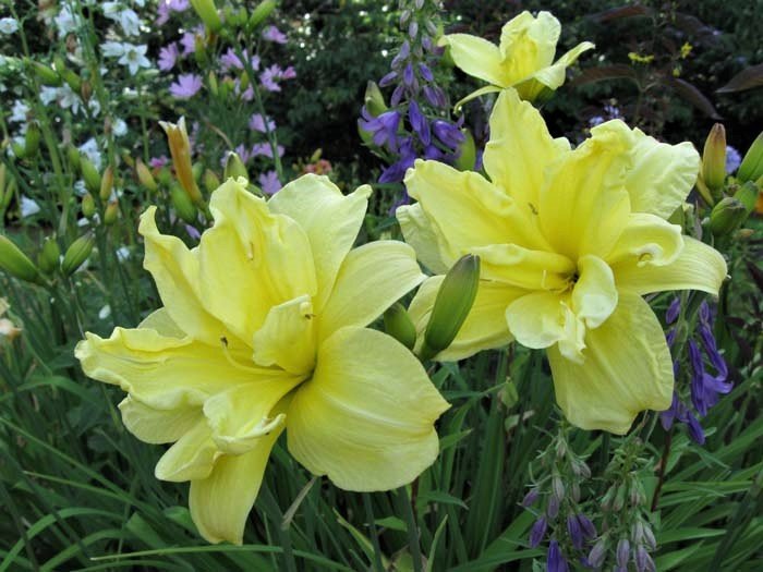 Daylily Double River Wye (Hemerocallis) ~ Reblooms