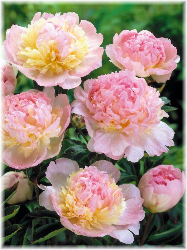 Fragrant Peony 'Raspberry Sundae' Peony Plant Root