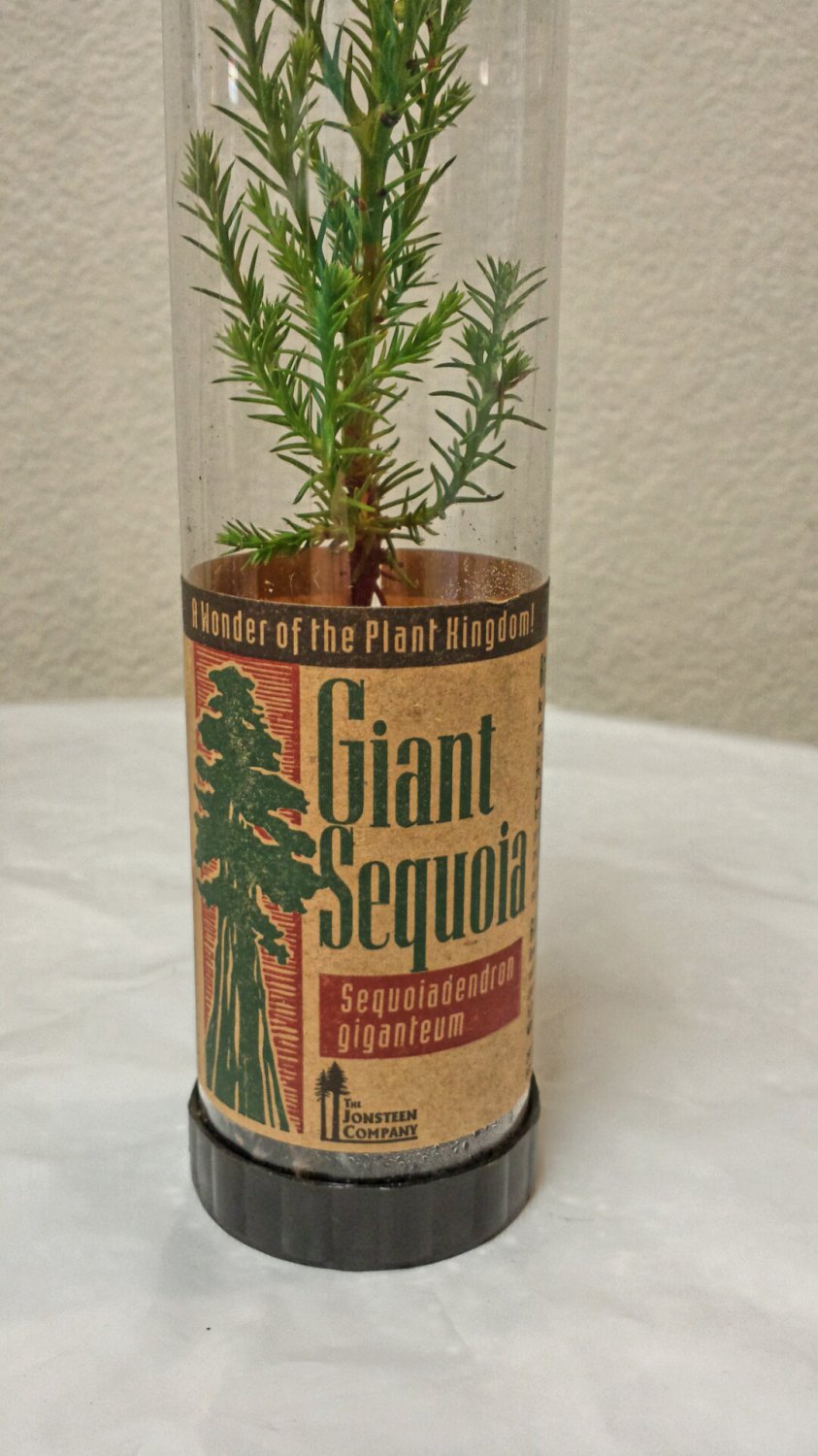 Giant Sequoia Redwood Seedling 2216