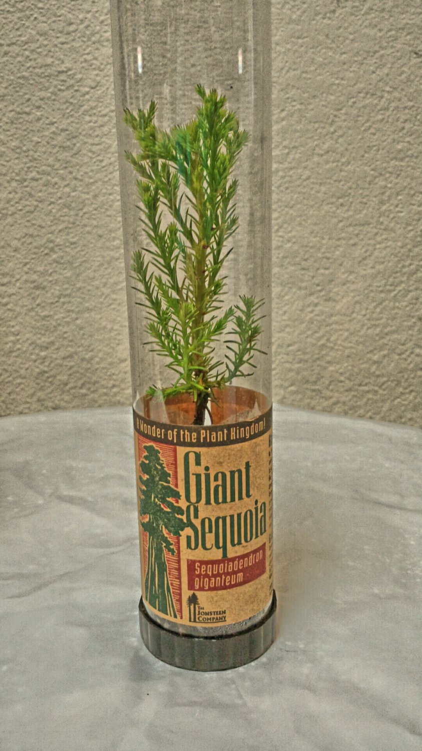 Giant Sequoia Redwood Seedling 2216