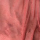 Chiffon Coral