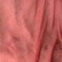 Chiffon Coral