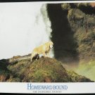 HOMEWARD BOUND    LOBBY CARD   11X14