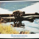 HOMEWARD BOUND   LOBBY CARD   11X14