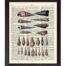 Spiral Sea Shells Printed On 1900's Dictionary Page 8x10