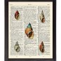Tiny Sea Shells Printed On 1900's Dictionary Page 8x10