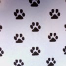paw print pic