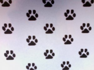 paw print pic