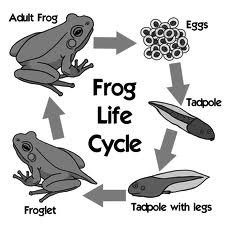 Frog Life Cycle Theme