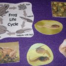 6 Piece Frog Life Cycle Felt Board Set
