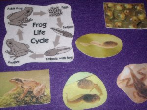 6 Piece Frog Life Cycle Felt Board Set