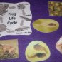 6 Piece Frog Life Cycle Felt Board Set
