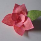 Pink  Passion