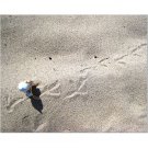 Ernest Tracks a Bird 8x10 photo