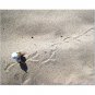 Ernest Tracks a Bird 8x10 photo