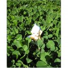 Ernest Visits the Clovers 8x10 photo