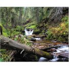 Colorado Creek 8x10 photo