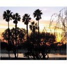 Palm Trees and Sunset 8x10 photo