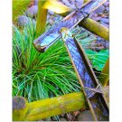 Bamboo Waterway 8x10 photo