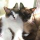 Pet Photography