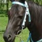Nylon Heart Western Horse Headstall, Breastcollar, and Reins Set