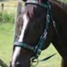 Nylon Heart Western Horse Headstall, Breastcollar, and Reins Set